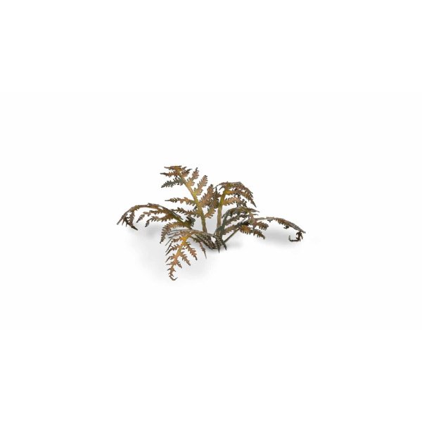 Plantes en découpe laser - fougère sèche – Image 2