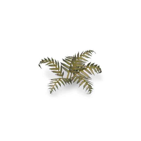 Plantes en découpe laser - Fougère