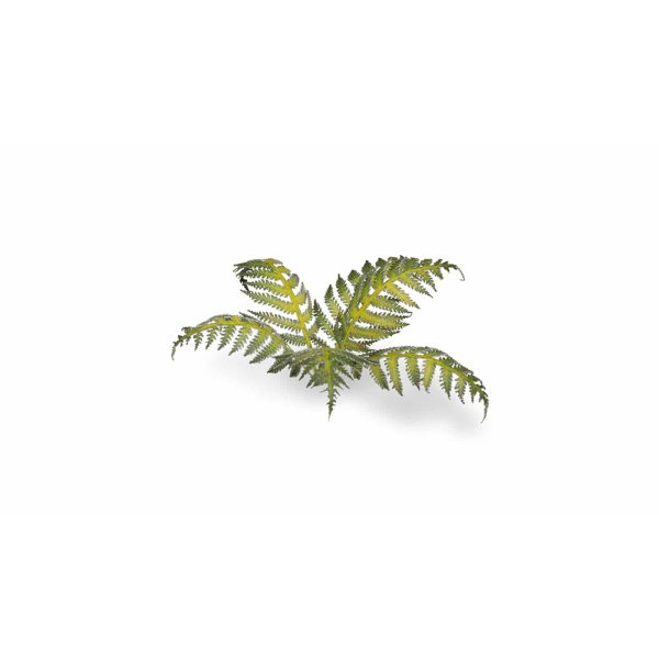 Plantes en découpe laser - Fougère – Image 2